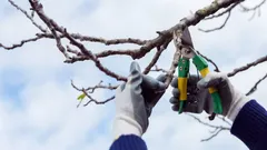 Jakie rośliny trzeba przyciąć przed wiosną, jeśli nie chcesz stracić plonów latem: terminy i zasady cięcia