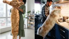 Giganci wśród zwierząt domowych: największe rasy kotów, które możesz hodować w domu i ich cechy