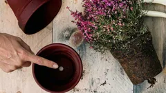 Dlaczego otwór na dnie doniczki jest tak ważny dla zdrowia twoich roślin?